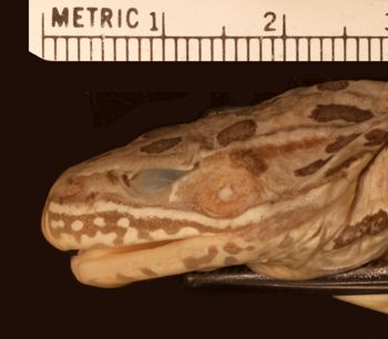 Media type: image;   Herpetology A-19390